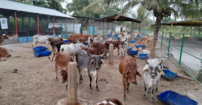 Bihar Ideal Gaushala 