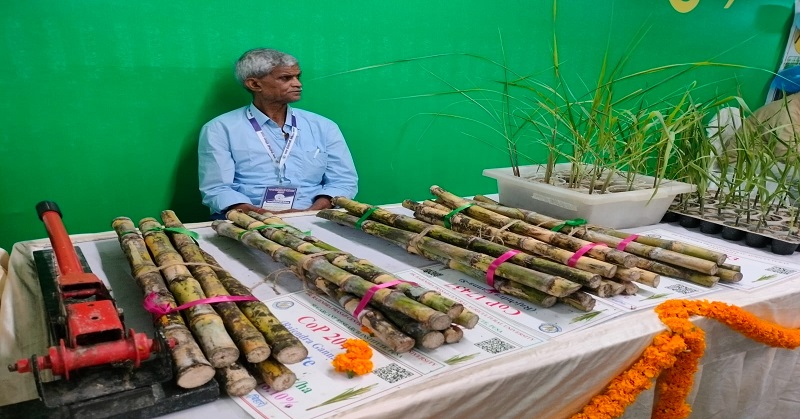 25 New sugar mills v